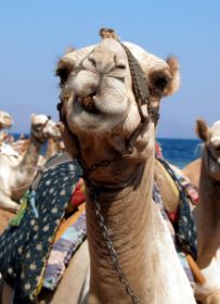 Camels 1.JPG